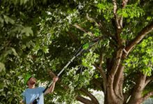 обрезка деревьев и кустарников зимой